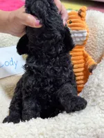 Cody, a male Cavapoo and Cavalier King Charles Spaniel for sale in Marshfield, MO – 9 of 10