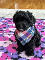 Donnie , a male Cavapoo and Cavalier King Charles Spaniel for sale in Missouri, MO – Photo 5 of 10