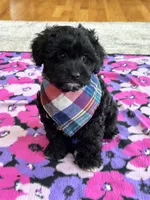 Donnie , a male Cavapoo and Cavalier King Charles Spaniel for sale in Missouri, MO – Photo 3 of 10