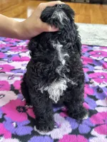 Donnie , a male Cavapoo and Cavalier King Charles Spaniel for sale in Missouri, MO – Photo 8 of 10