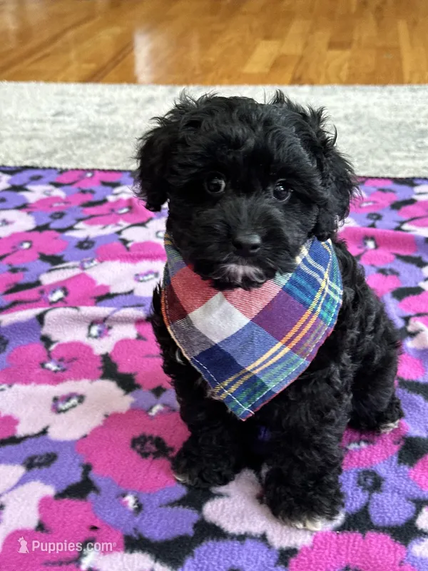 Donnie  – Cavapoo, Cavalier King Charles Spaniel puppy for sale in Missouri, MO