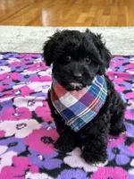 Donnie , a male Cavapoo and Cavalier King Charles Spaniel for sale in Missouri, MO – Photo 1 of 10