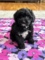 Donnie , a male Cavapoo and Cavalier King Charles Spaniel for sale in Missouri, MO – Photo 9 of 10