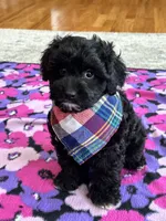 Donnie , a male Cavapoo and Cavalier King Charles Spaniel for sale in Missouri, MO – Photo 4 of 10