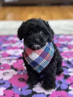 Donnie , a male Cavapoo and Cavalier King Charles Spaniel for sale in Missouri, MO – Photo 2 of 10