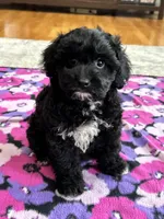 Donnie , a male Cavapoo and Cavalier King Charles Spaniel for sale in Missouri, MO – Photo 6 of 10