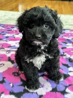 Donnie , a male Cavapoo and Cavalier King Charles Spaniel for sale in Missouri, MO – Photo 7 of 10