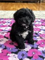Donnie , a male Cavapoo and Cavalier King Charles Spaniel for sale in Missouri, MO – Photo 10 of 10