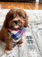 Jasper , a male Cavapoo and Cavalier King Charles Spaniel for sale in Marshfield, MO – 3 of 10