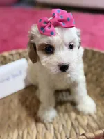 Snowball, a female Cavapoo and Cavalier King Charles Spaniel for sale in Marshfield, MO – 10 of 10