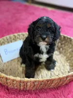 Boomer, a male Cavapoo and Cavalier King Charles Spaniel for sale in Marshfield, MO – 7 of 9