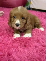 Murray , a male Cavapoo and Cavalier King Charles Spaniel for sale in Marshfield, MO – 5 of 10