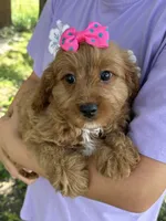 Nutmeg, a female Cavapoo and Cavalier King Charles Spaniel for sale in Marshfield, MO – 3 of 10