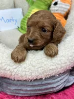 Marty, a male Cavapoo and Cavalier King Charles Spaniel for sale in Marshfield, MO – 5 of 6