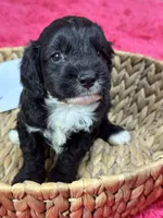 Joe, a male Cavapoo and Cavalier King Charles Spaniel for sale in Marshfield, MO – 7 of 7