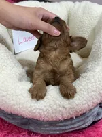 Lavern , a female Cavapoo and Cavalier King Charles Spaniel for sale in Marshfield, MO – 5 of 5