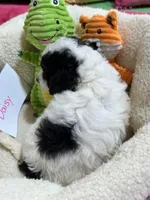 Daisy , a female Cavapoo and Cavalier King Charles Spaniel for sale in Marshfield, MO – 6 of 6
