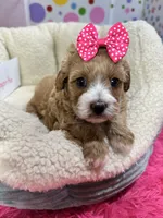 Paprika, a female Cavapoo and Cavalier King Charles Spaniel for sale in Marshfield, MO – 5 of 10