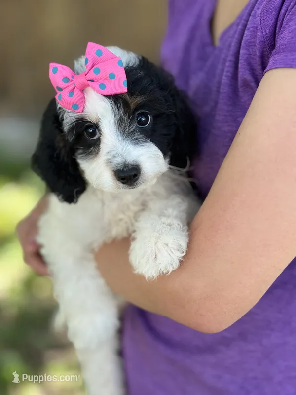 Daisy  – Cavapoo, Cavalier King Charles Spaniel puppy for sale in Marshfield, MO