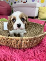 Jake , a male Cavalier King Charles Spaniel for sale in Marshfield, MO – 4 of 10