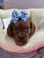 Lily , a female Cavapoo and Cavalier King Charles Spaniel for sale in Marshfield, MO – 2 of 10