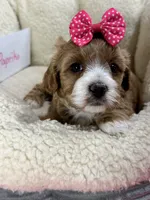 Paprika, a female Cavapoo and Cavalier King Charles Spaniel for sale in Marshfield, MO – 4 of 10