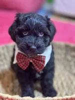 Martin , a male Schnoodle for sale in Marshfield, MO – 3 of 10