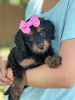 Bella , a female Cavapoo and Cavalier King Charles Spaniel for sale in Marshfield, MO – 1 of 10