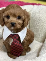 processed/73ed245b-ab36-4eee-ba22-60731d5b332c/listing/eb23cb35-9cc2-4618-aef1-6f2952162d06/507f5a05-16d8-4d62-8ee7-6aee3348d22a