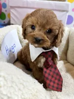 processed/73ed245b-ab36-4eee-ba22-60731d5b332c/listing/eb23cb35-9cc2-4618-aef1-6f2952162d06/d9746b66-4ed2-4f5d-a90a-0ccc6e70164b