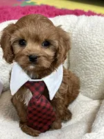 processed/73ed245b-ab36-4eee-ba22-60731d5b332c/listing/eb23cb35-9cc2-4618-aef1-6f2952162d06/f485b8aa-ca46-468b-9402-e5dc7b344a30