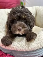 Hershey, a male Cavapoo and Cavalier King Charles Spaniel for sale in Marshfield, MO – 8 of 10