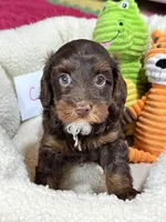 Coco, a female Cavapoo and Cavalier King Charles Spaniel for sale in Marshfield, MO – 3 of 10