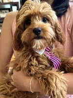 Rex , a male Cavapoo and Cavalier King Charles Spaniel for sale in Marshfield, MO – 4 of 10