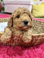 Gus, a male Cavapoo and Cavalier King Charles Spaniel for sale in Marshfield, MO – 5 of 10