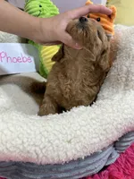 Phoebe, a female Cavapoo and Cavalier King Charles Spaniel for sale in Marshfield, MO – 8 of 8