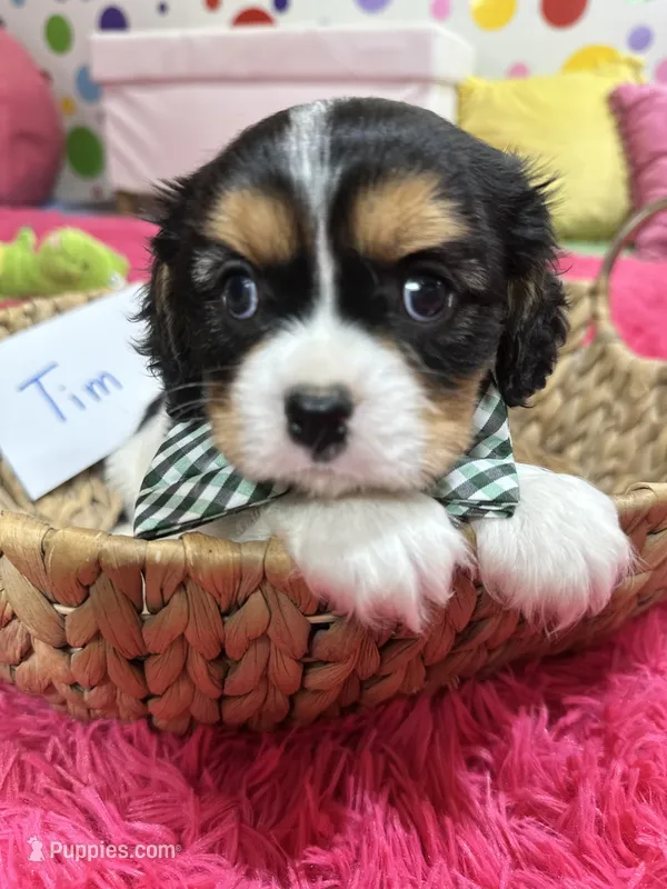Tim – Cavalier King Charles Spaniel puppy for sale in Marshfield, MO