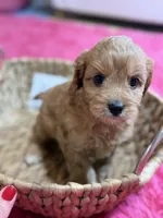 Jasmine, a female Cavapoo and Cavalier King Charles Spaniel for sale in Marshfield, MO – 8 of 9