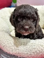 Tootsie, a female Cavapoo and Cavalier King Charles Spaniel for sale in Marshfield, MO – 9 of 10