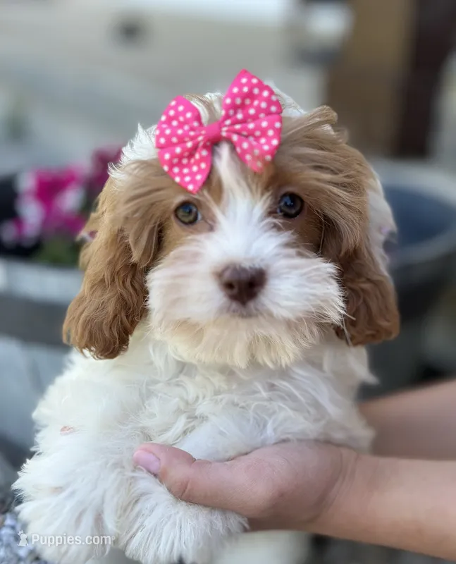 Riley – Cavapoo puppy for sale in Marshfield, MO