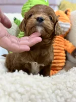 Gloria , a female Cavapoo and Cavalier King Charles Spaniel for sale in Marshfield, MO – 2 of 7