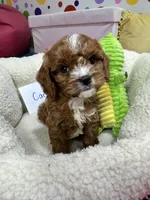 Carl, a male Cavapoo and Cavalier King Charles Spaniel for sale in Marshfield, MO – 5 of 10