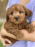 Opie, a male Cavapoo and Cavalier King Charles Spaniel for sale in Marshfield, MO – 2 of 10