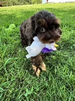 Coco, a female Cavapoo and Cavalier King Charles Spaniel for sale in Marshfield, MO – 7 of 10