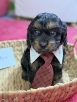 Winston, a male Cavapoo and Cavalier King Charles Spaniel for sale in Marshfield, MO – 7 of 10