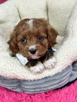Jasper, a male Cavapoo for sale in Missouri, MO – Photo 2 of 5