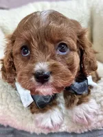 Jasper, a male Cavapoo for sale in Missouri, MO – Photo 5 of 5