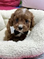 Jasper, a male Cavapoo for sale in Missouri, MO – Photo 4 of 5
