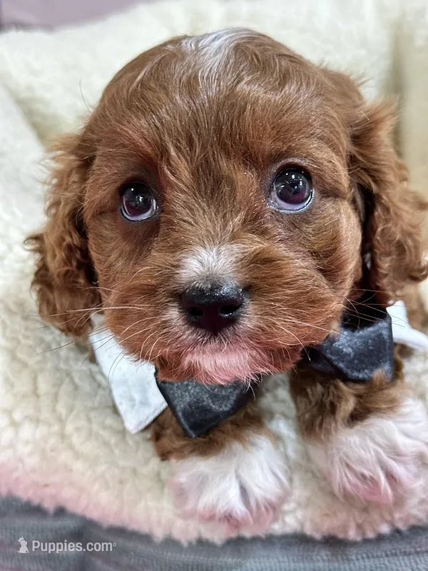 Jasper – Cavapoo puppy for sale in Missouri, MO