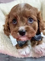 Jasper, a male Cavapoo for sale in Missouri, MO – Photo 1 of 5
